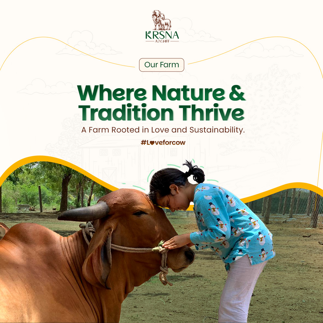 Compassionate care - person showing love to our Gir cow at Krsna farm