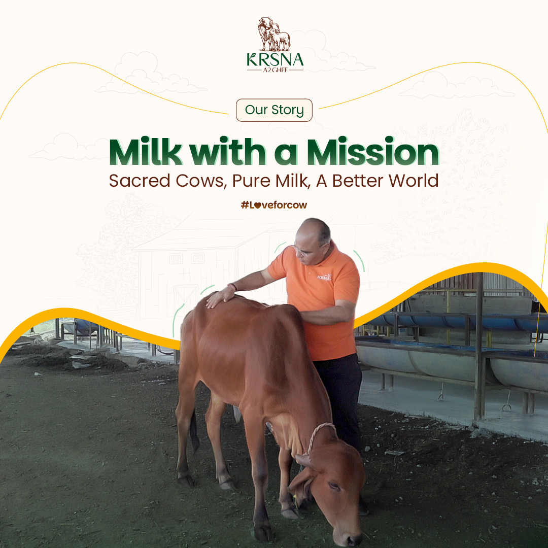 Compassionate care - man showing love to mother cow and calf at Krsna farm