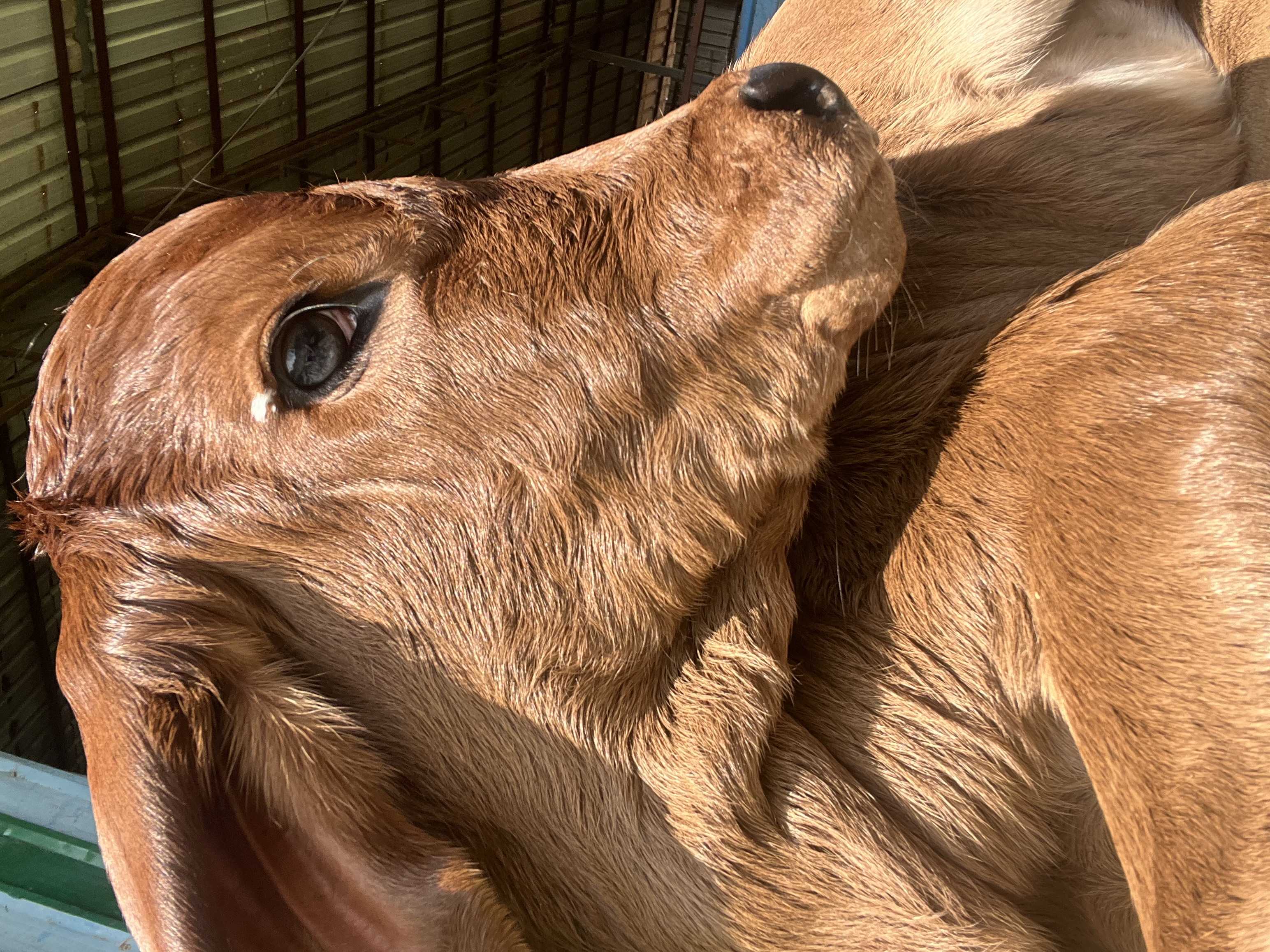 Beautiful Gir calf with distinctive features at Krsna farm